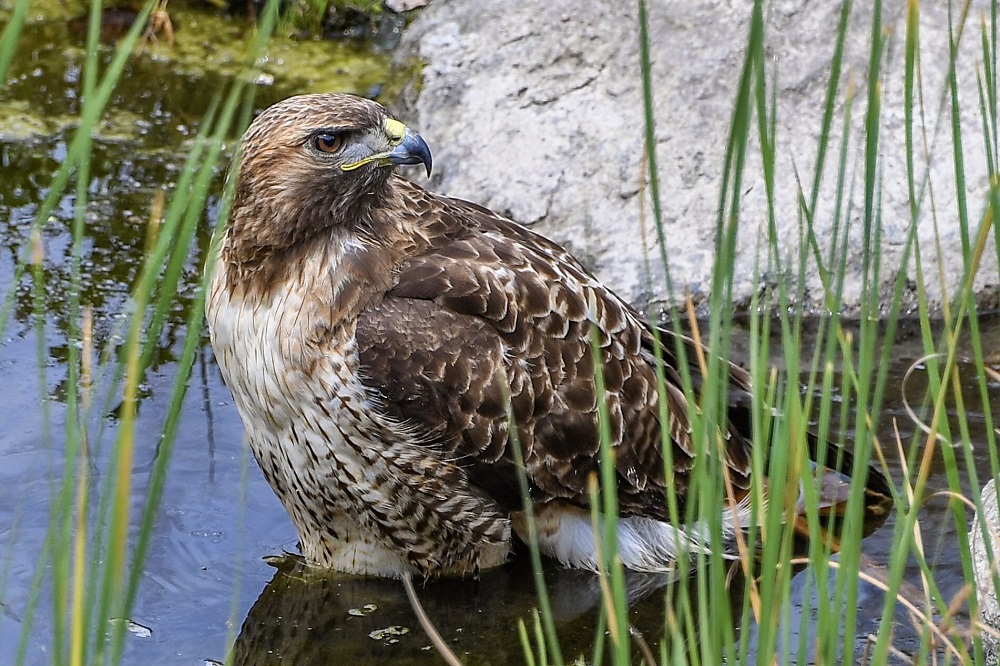 Sun Photo A00061 Hawk in the water